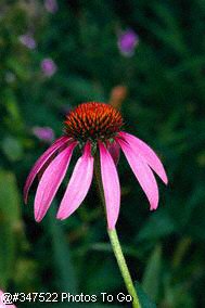 Purple coneflower